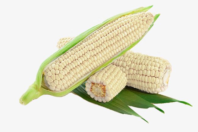 Maize corn 5pcs