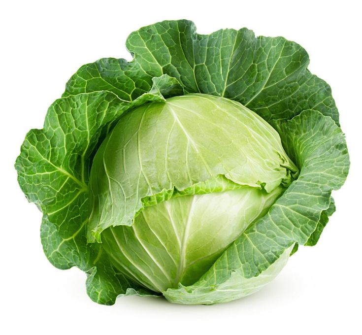 Cabbage white/pc